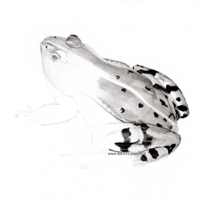 1 ère image d'un dessin en cours : une grenouille